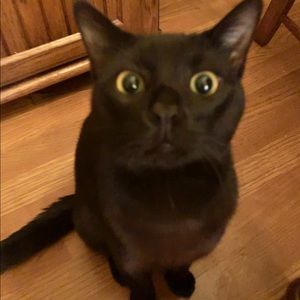 Meet your Posher, Alexis